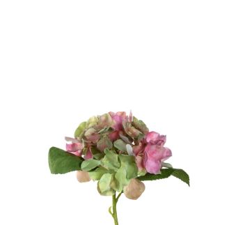 Cvijet hortenzija Poesia, roza