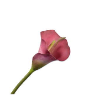 Cvijet Calla, roza