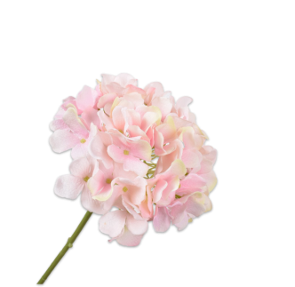 Cvijet hortenzija, roza