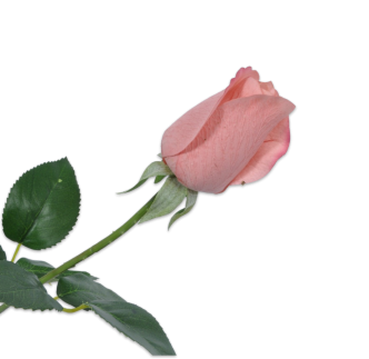 Cvijet ruža, roza