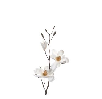 Cvijet Magnolija Verazza, bijela