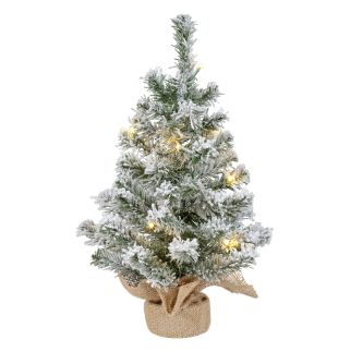 Snježni borić Imperial/Led