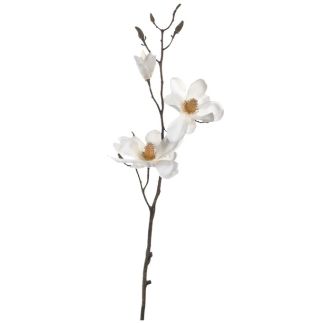 Magnolija Vernazza, 80 cm, bijela