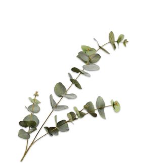 Eukaliptus, 79 cm