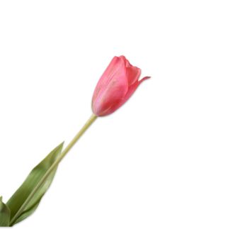 Stabljika tulipana, rozo/žuta, dim. 72 cm