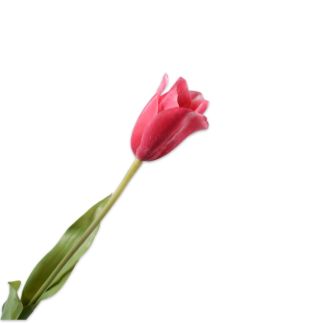 Stabljika tulipana, rozo/crvena, dim. 72 cm