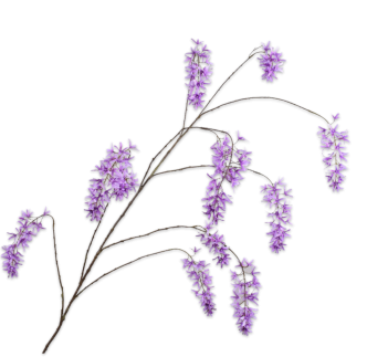 Grana cvijeta Wisteria, 183cm