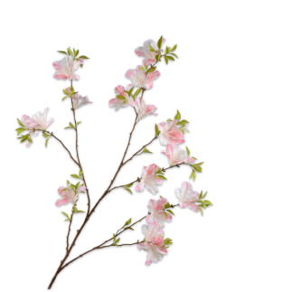 Grana cvijeta Rhododendron, 128cm