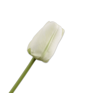 Cvijet Tulipana bijela, 64cm