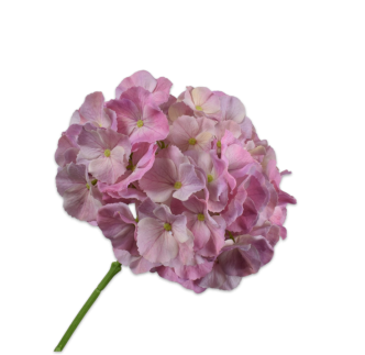 Cvijet Hortenzija roza, 75cm