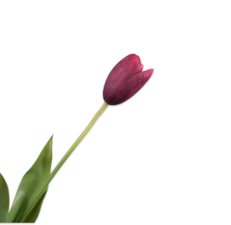 Cvijet Tulipana Burgundy, 82cm